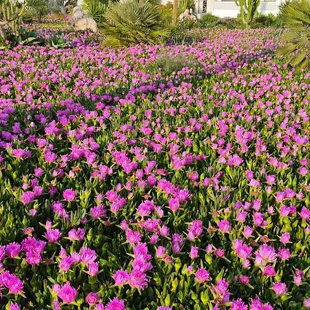 아파트 Casas - Playa Del Cura